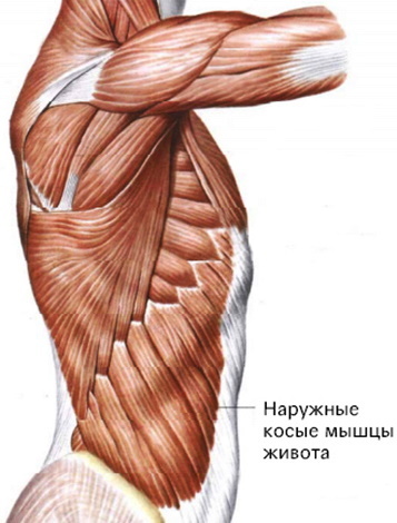 Karın dış eğik kasları. Fonksiyonlar, anatomi, ağrılar, burkulmalar, spazmlar