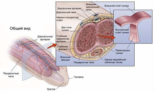 Struktur af penis