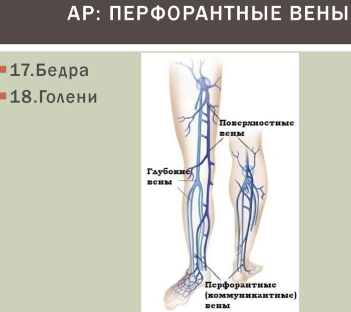 Perforating veins of the lower extremities. What is this, anatomy