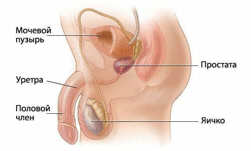 Causas e características do curso das vesículas da prostatite