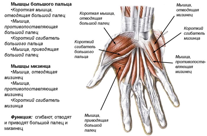 Das Handgelenk der Hand. Wo ist es, Anatomie, es tut weh, Gründe, wie zu behandeln