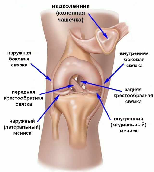 Disposition des ligaments du genou