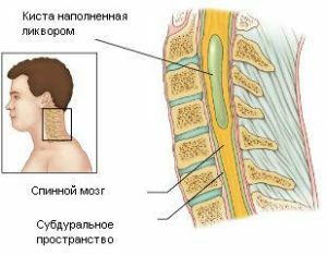 אנטומיה של תעלת השדרה