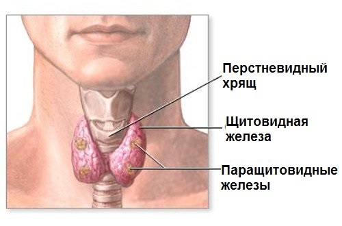 Glandă tiroidă