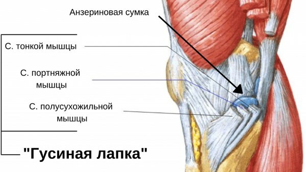 Pie de ganso de la articulación de la rodilla. ¿Qué es, anatomía, tratamiento?