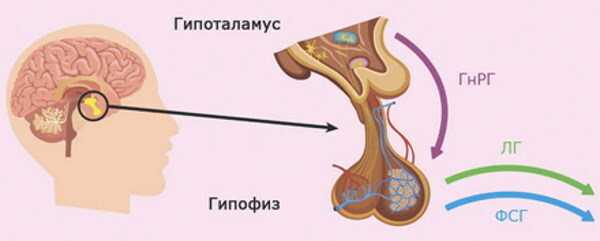 Stopa luteinizirajućeg hormona (LH) kod žena prema dobi