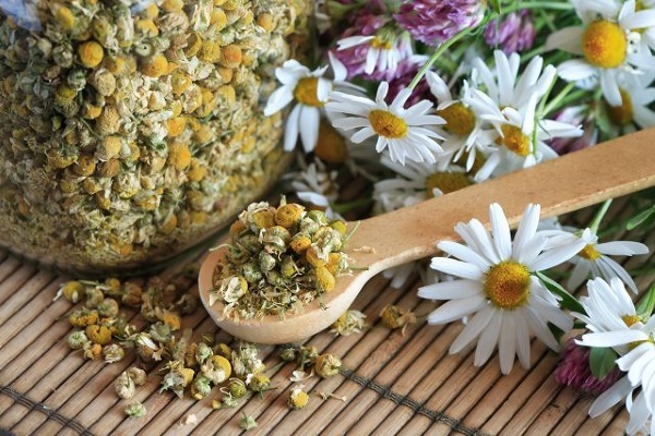 Pharmaceutical camomile. Photo and description, how to distinguish from the field, when to collect and dry
