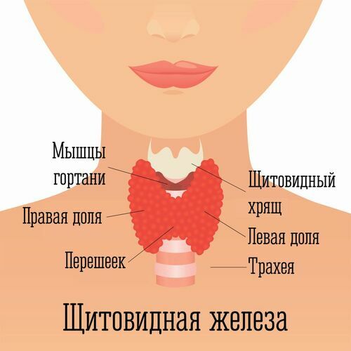 Kelenjar tiroid pada wanita. Dimana, foto, gejala, pengobatan, konsekuensi dari penghapusan