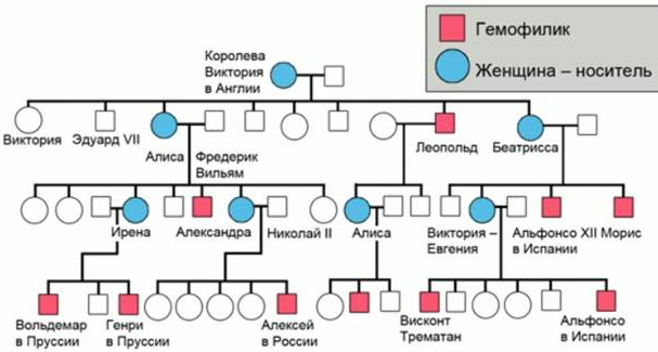 Human heredity in biology. What is it, genetics, x y chromosomes, species
