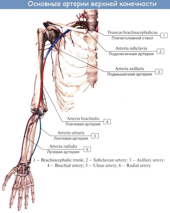 Arteries of the upper limb. Anatomy, diagram, table, topography