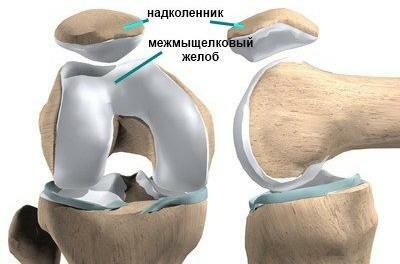 A patela( patela) é um osso móvel na espessura do tendão localizado na superfície anterior da articulação do joelho