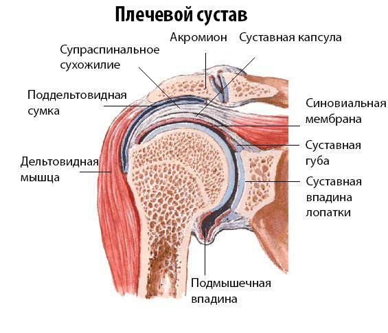 Jungties anatomija