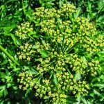 Blossoming parsley stalks