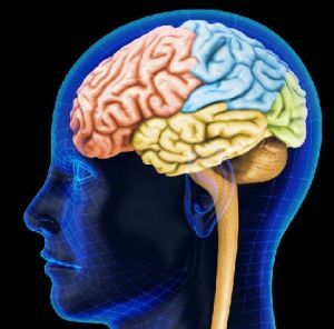 frontal lobe af hjernen