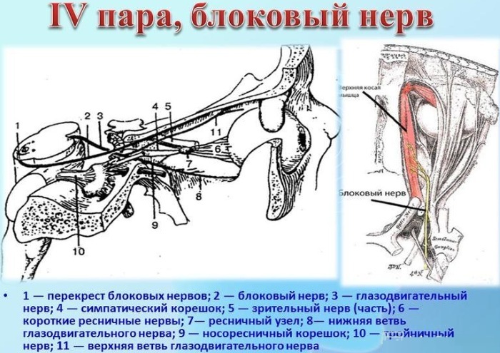 Hirnnerven 12 Paare. Tabelle, Anatomie, innervierende Funktionen, Lokalisation, Kerne im Zentralnervensystem
