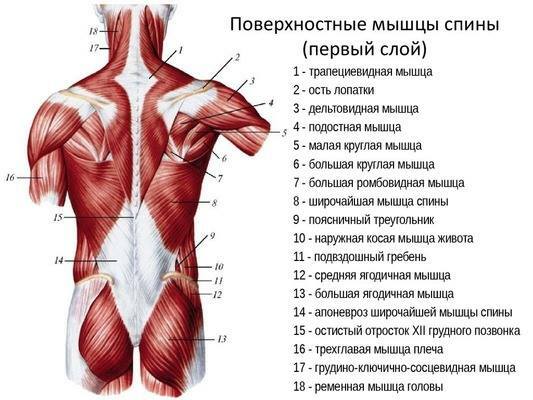 Muscoli umani per il massaggio. Anatomia, diagramma con titoli, firme