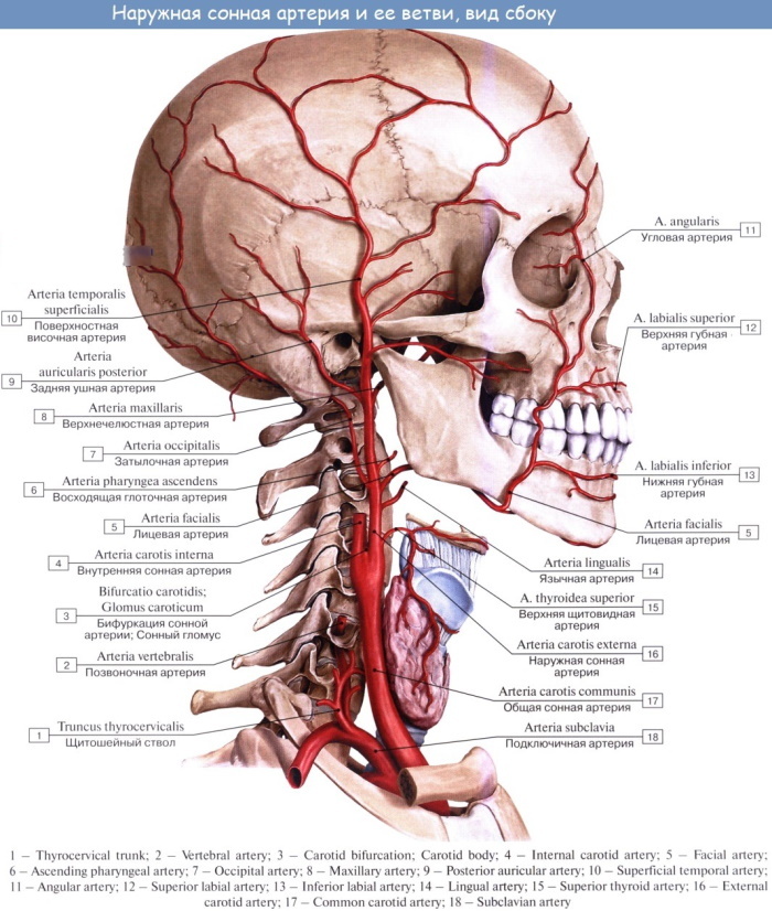 Tętnice głowy i szyi. Anatomia, schemat z opisem
