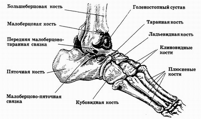 Anatomija gležnja