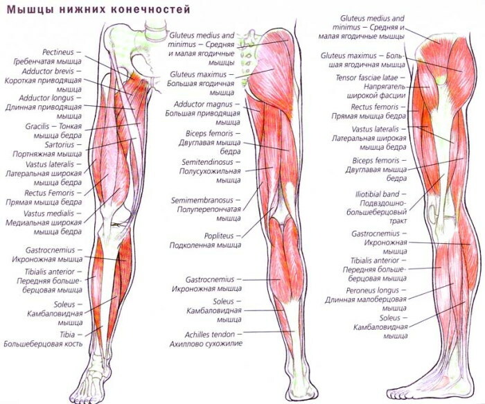 Mänskliga benmuskler. Foton med en beskrivning, anatomi, ett detaljerat diagram över flexorerna och extensorerna