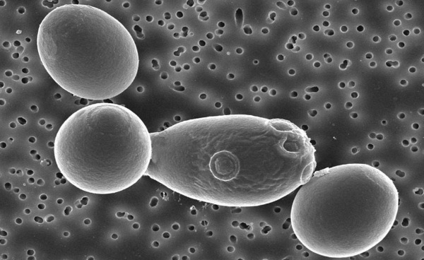 Boulardi saccharomyces (Saccharomyces boulardii). Hvad er det, brugsanvisning, medicin, analoger, pris