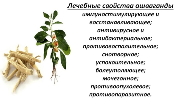 Ashwagandha. How to take for women, men. Why is prohibited in Russia, reviews, where to buy