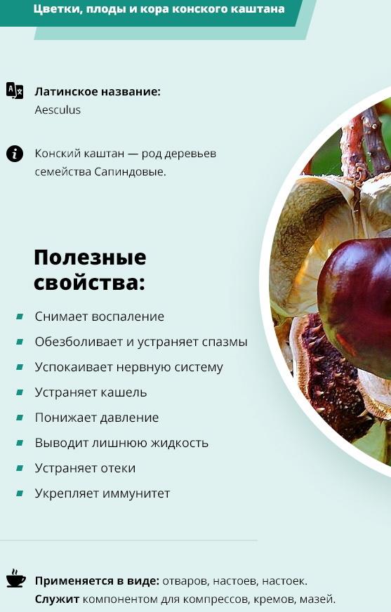 Chestnut fruits. Medicinal properties and application