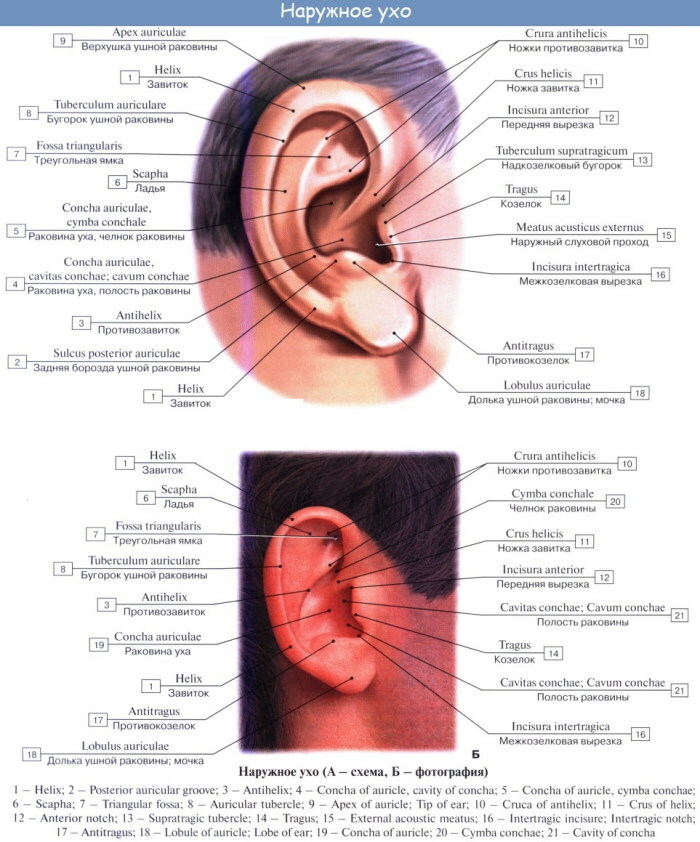 אוזן פנימית. במה מתמלא החלל, מבנה, אנטומיה, פונקציות