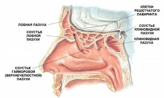 La structure de la cavité nasale