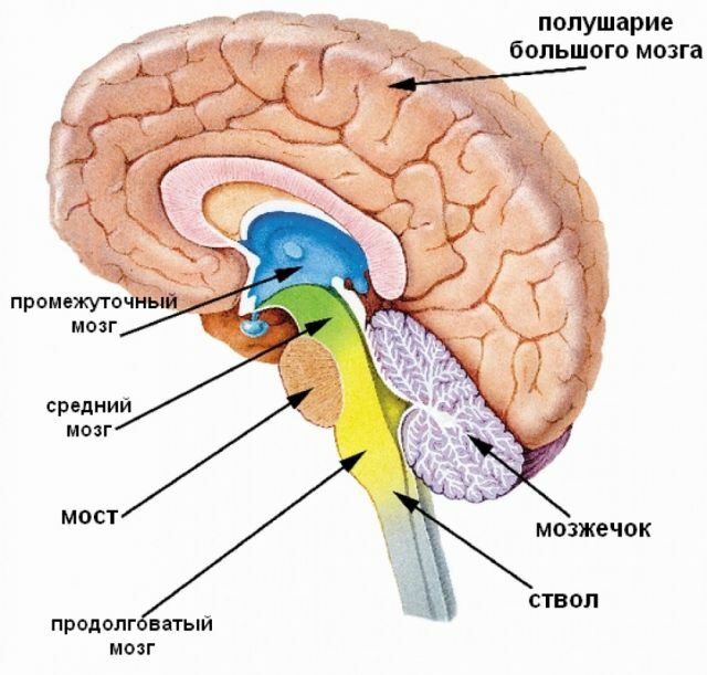 A estrutura do cérebro