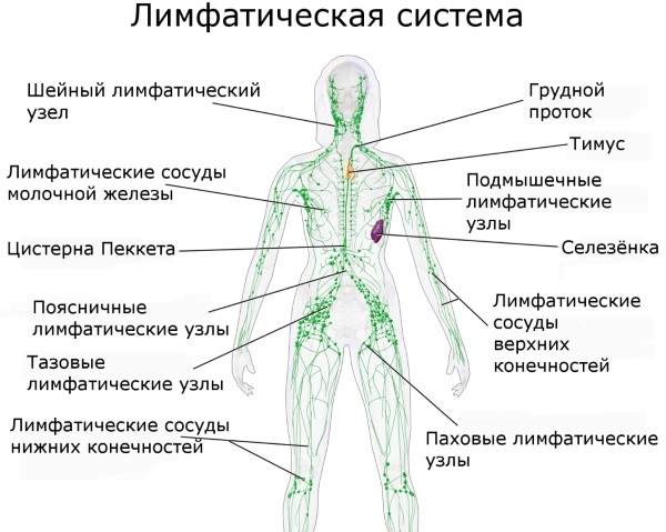 Human lymphatic system. Driving in pictures, functions, diseases, cleaning. Methods, tools, massage