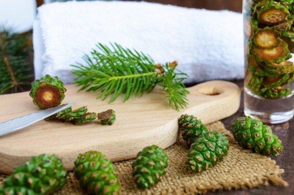 Pine cones. The use of traditional medicine. Contraindications