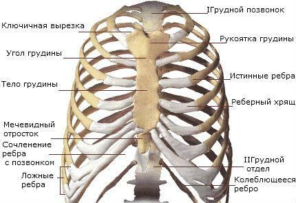 Struktura hrudníku