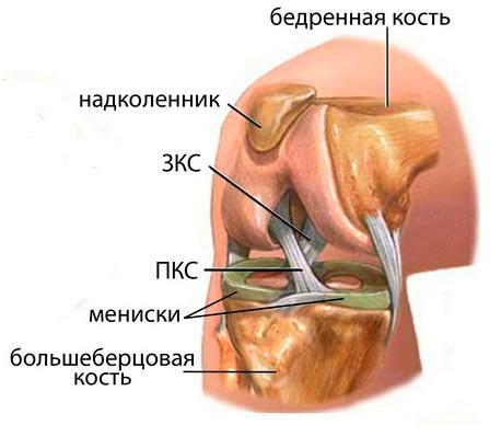 Schema articulației genunchiului și a meniscului