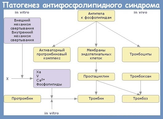 Antiphospholipid antibodies. Analysis, hemotest, what it is, what it shows, preparation for analysis