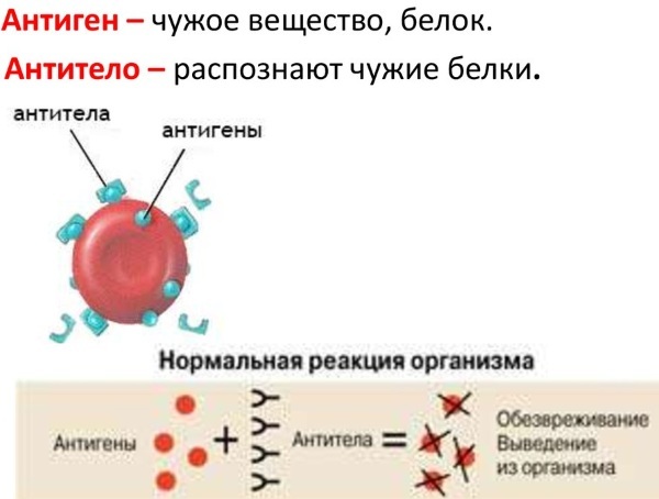 IHC research. What is it, how is it carried out, transcript