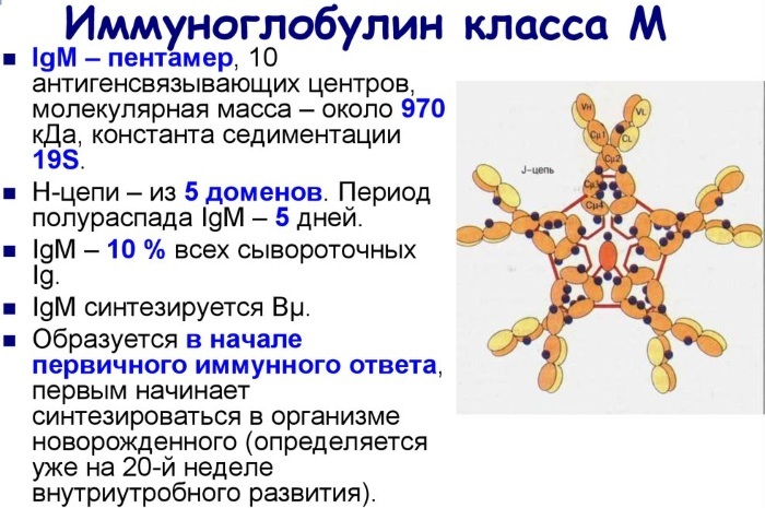 Immunoglobulin M. What shows what is responsible for, the norm, which means increased, decreased