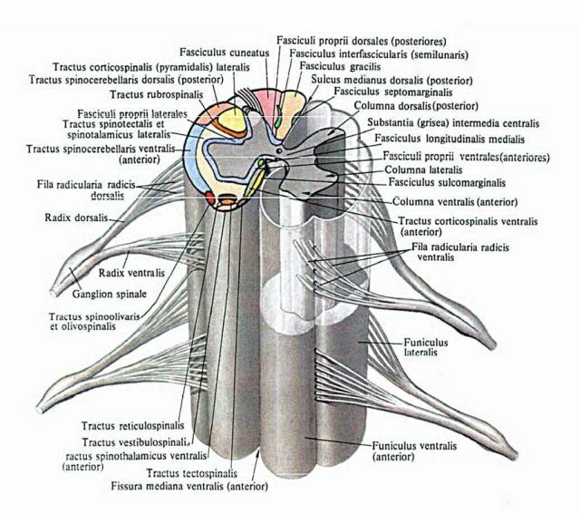 Anatomie van het ruggenmerg