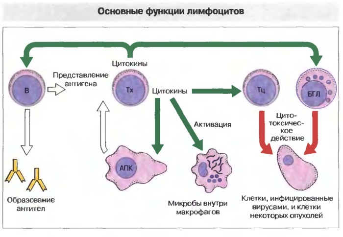 Lymphocytosis in children. Reasons for what it is, treatment