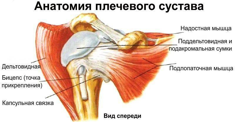 Anatomia da articulação do ombro