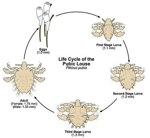 Lifecycle of lice