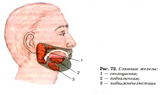Tumor of the salivary gland