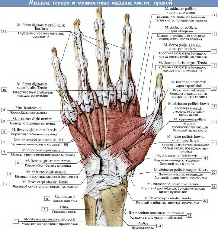 Human hand anatomy: tendons and ligaments, muscles, nerves
