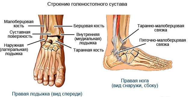 Ankle (ankle). Where is the person, photo, structure, what to do if it is swollen, hurts, dislocation, fracture, edema, bruise, arthrosis. Symptoms and Treatment