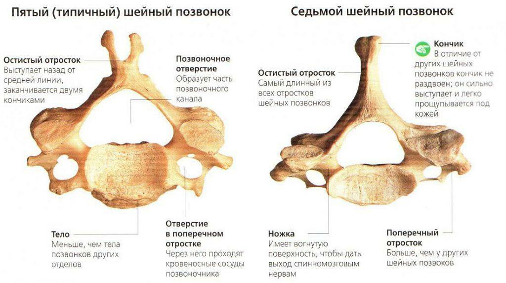 Vértebras cervicales - esquema, anatomía