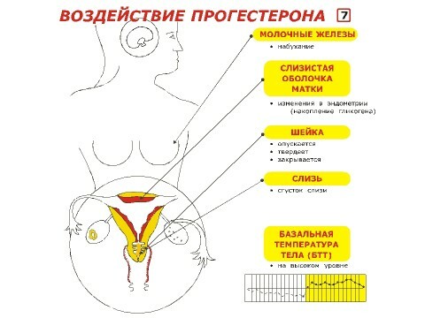 The effect of progesterone on the body of a woman