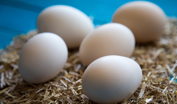 Maladie des œufs de poule crus Salmonellose. Symptômes
