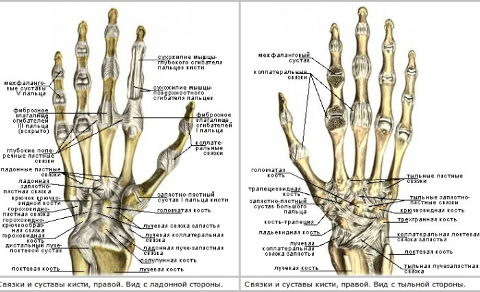Anatomía de la mano humana: tendones y ligamentos, músculos, nervios