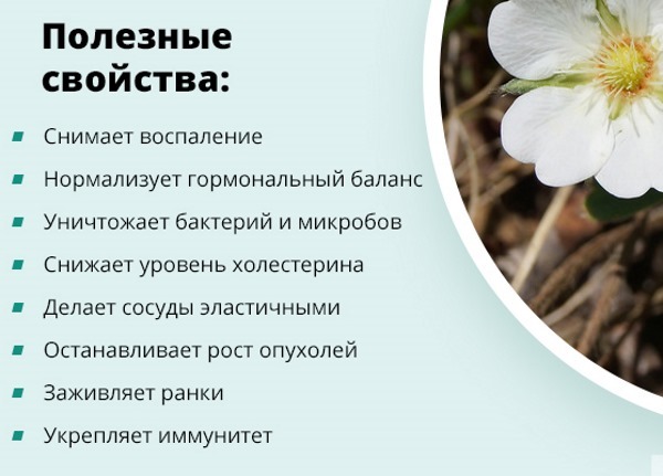 Bloodroot white root. Application treatment of thyroid gland. How to cook, take the infusion, contraindications
