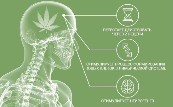 Cannabis (cannabis, marijuana). Benefits and harms, effect on the body
