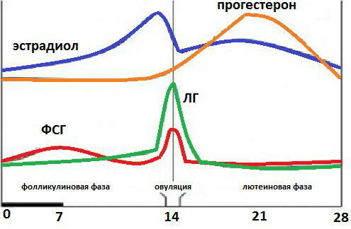 Stopa luteinizirajućeg hormona (LH) kod žena prema dobi
